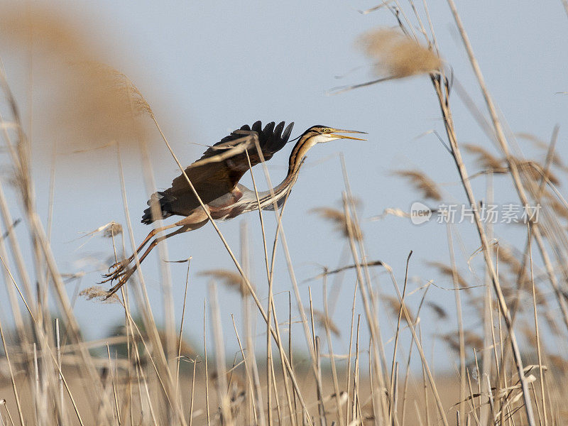 一只紫鹭，Ardea purpurea，从罗马尼亚东部多瑙河三角洲生物圈保护区的芦苇床上爬起来